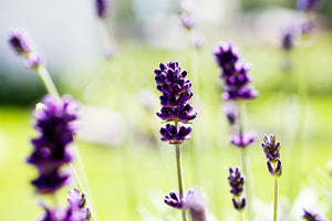 Lavender Essential Oil Uses And Benefits