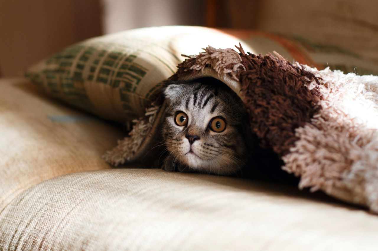 What Reed Diffusers Are Safe For Cat?
