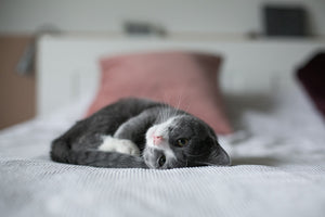 Grey and white cat lying on a bed.