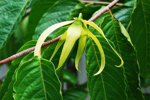 Benefits of Ylang Ylang