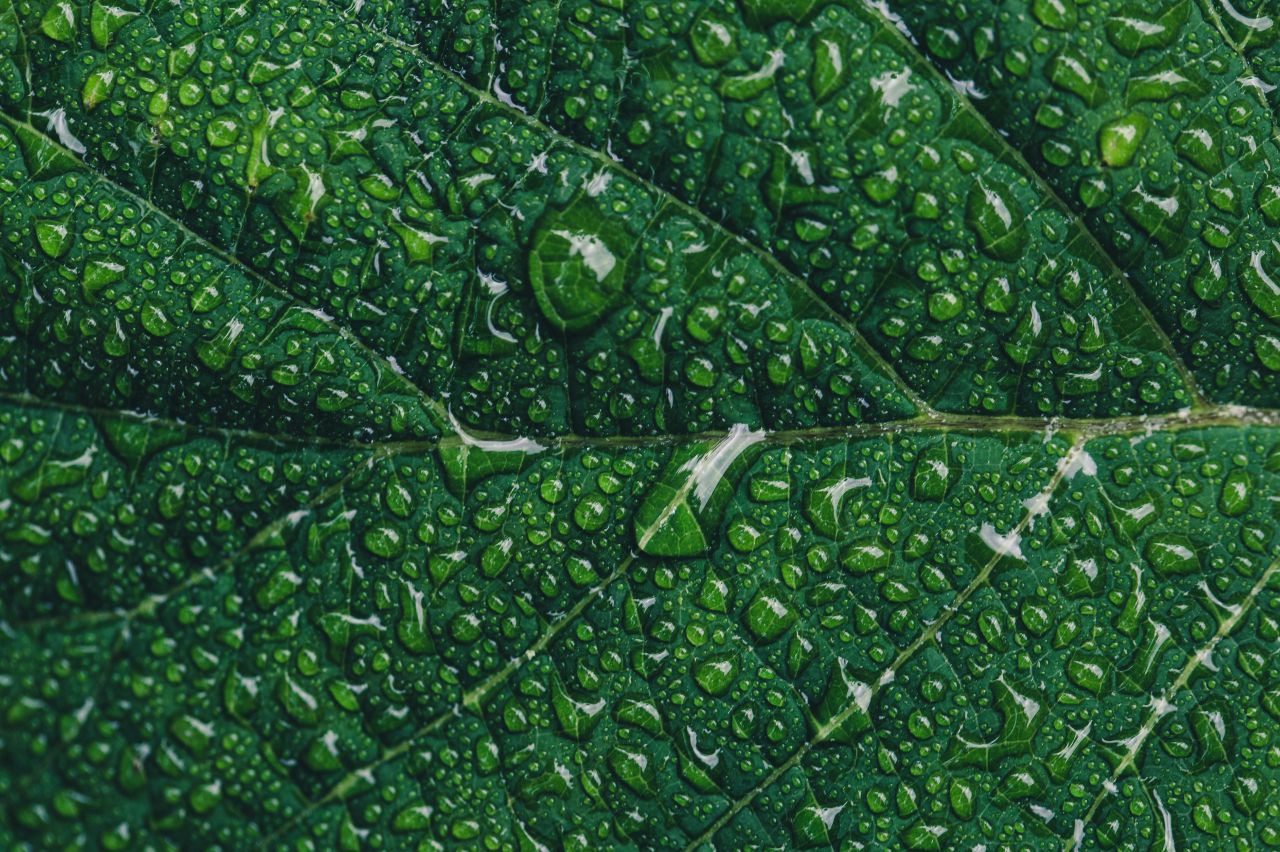 Close up of a green leaf with water droplets.