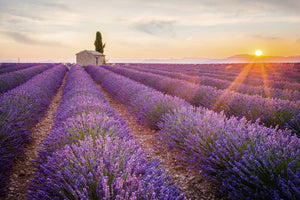 Provence lavender fields.
