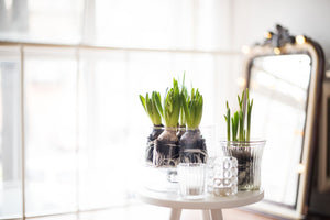 Hyacinthes on a white coffee table in front of large mirror.